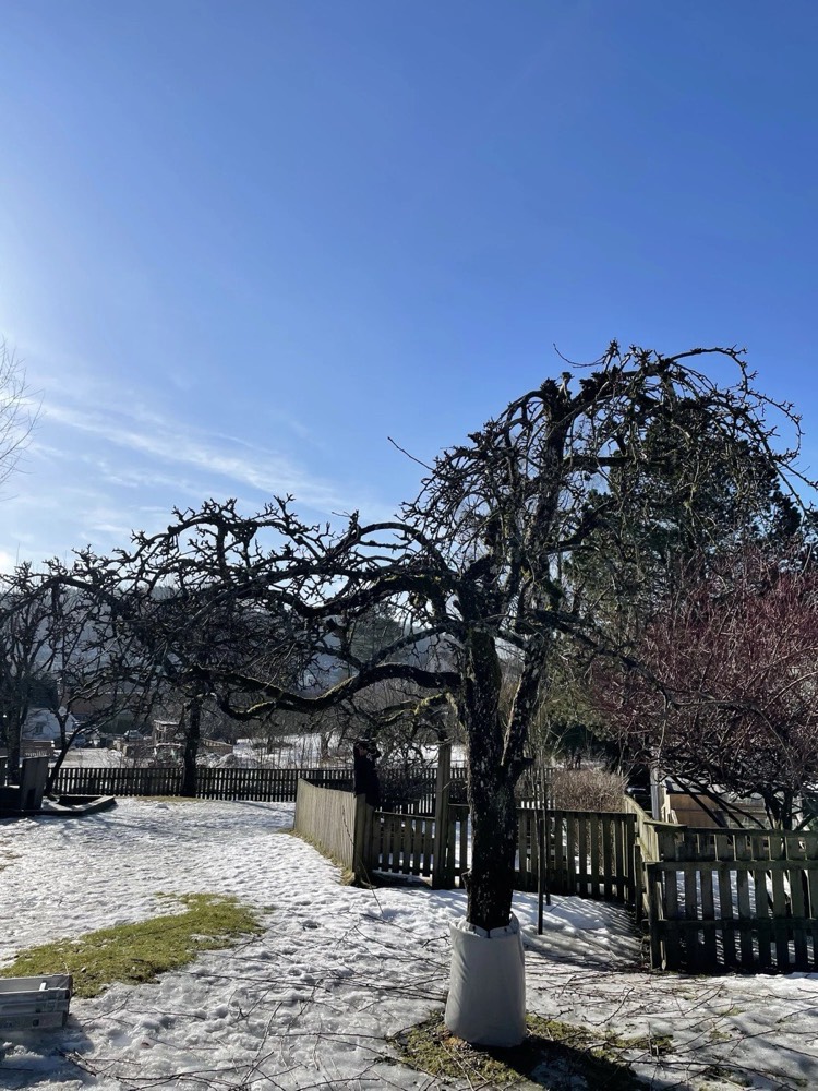 Beskjæring og trepleie