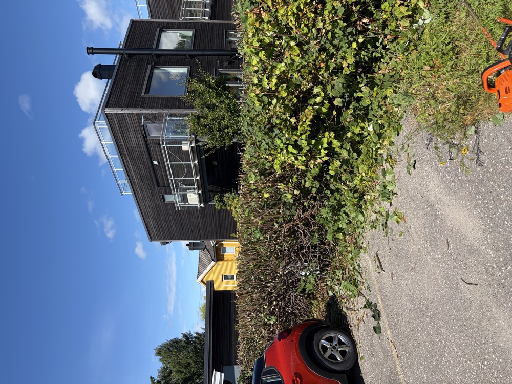 Hekk etter beskjæring