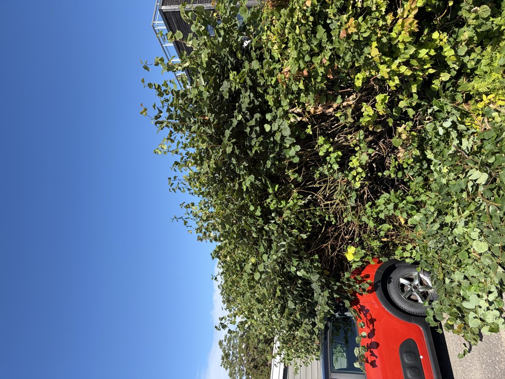 Hekk før beskjæring
