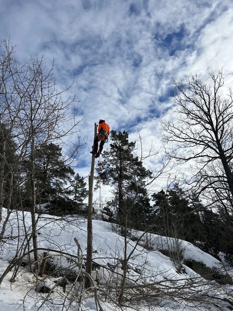 Trefelling og tomterydding